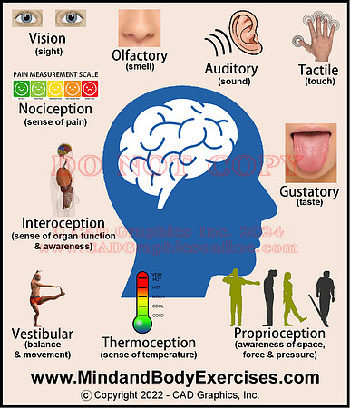 Senses