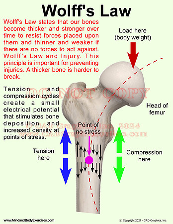 wolff's law5