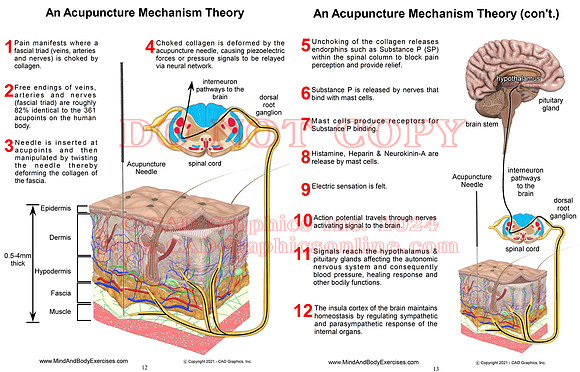 Acupunture Theory