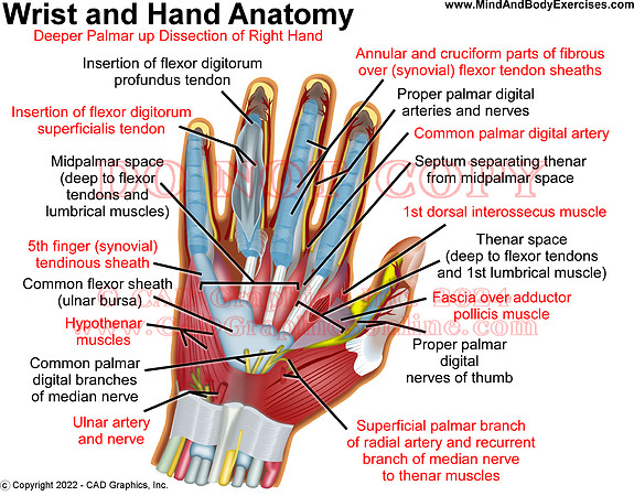 Wrist_and_hand anatomy