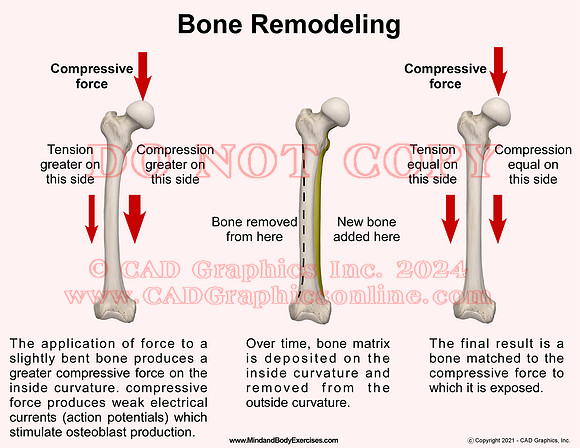 bone remodeling
