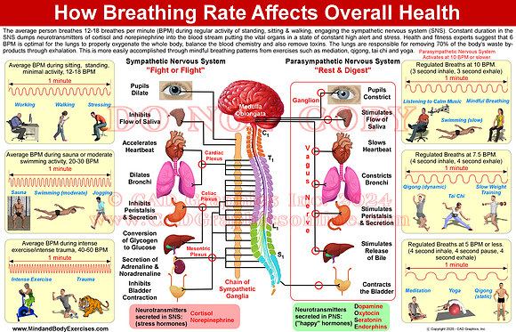 autonomic nervous system-comparison