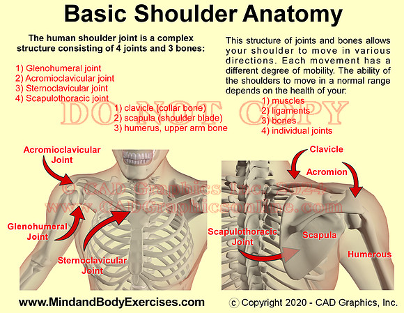 Basic Shoulder Anatomy
