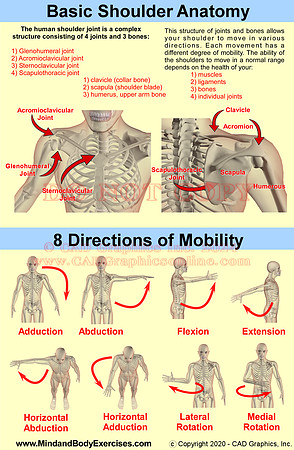 Shoulder anatomy and 8 directions of mobility