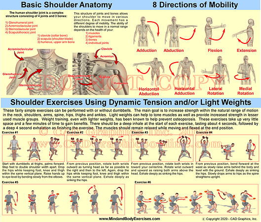 Shoulder Anatomy & Exercises