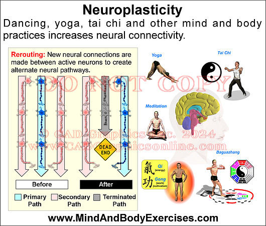 Brain Plastcity3