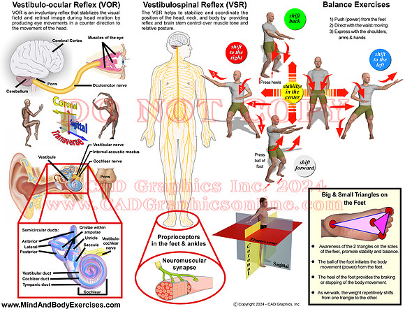 Vestibular System-page1