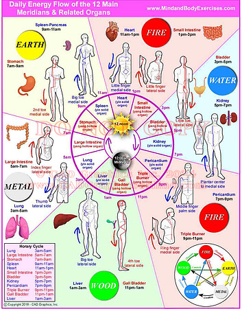 Daily Energy Flow-Meridians