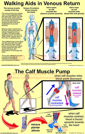 Walking Aids in Venous Return-Calf Muscle Pump-2up