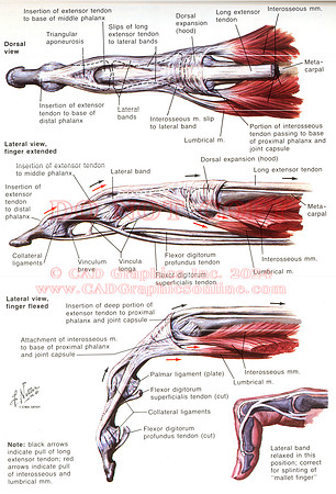 Graphic of finger tendons