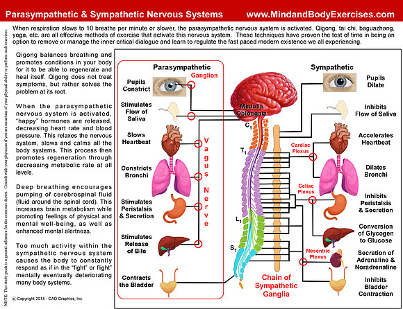 Parasympathetic Nervous System