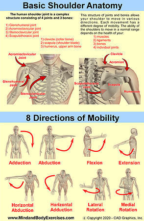 Shoulder anatomy and 8 directions of mobility