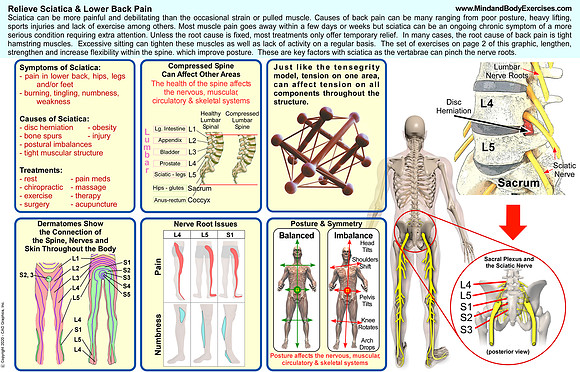 sciatic anatomy page1