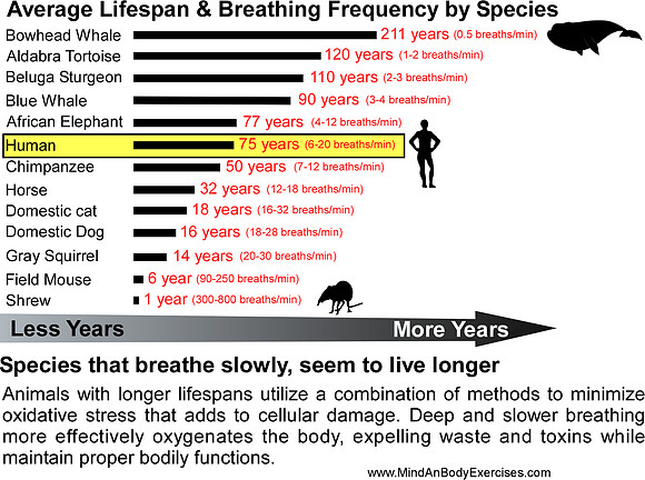 Average Lifespan